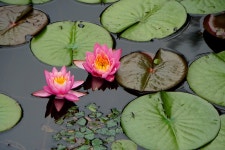 산림환경연구소