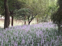 산림환경연구소