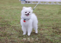 축산 - 충주시 사진과 기록