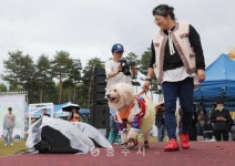 축산 - 충주시 사진과 기록