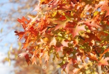 안전행정국 - 충주시 사진과 기록