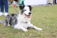 축산 - 충주시 사진과 기록