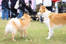 축산 - 충주시 사진과 기록
