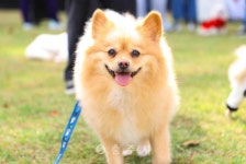 축산 - 충주시 사진과 기록