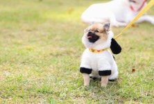 축산 - 충주시 사진과 기록