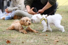 축산 - 충주시 사진과 기록