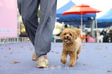 축산 - 충주시 사진과 기록