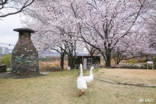 여행 - 충청남도 누리집(홈페이지) 충청남도 누리집(홈페이지)