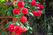 여행 - 충청남도 누리집(홈페이지) 충청남도 누리집(홈페이지)