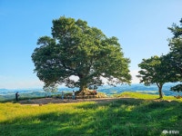 부여 성흥산성, 사랑나무에서 만난 푸른 바람의 계절 충청남도 누리집(홈페이지)