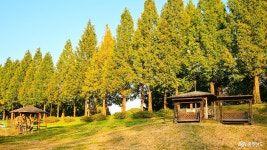 늦가을의 공주 정안천, 초록빛이 남은 메타세쿼이아길을 걷다 충청남도 누리집(홈페이지)