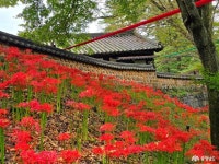 붉게 물든 천년고찰, 금산 보석사 꽃무릇 따라 걷는 가을 여행 충청남도 누리집(홈페이지)