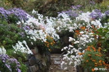 여행 - 충청남도 누리집(홈페이지) 충청남도 누리집(홈페이지)