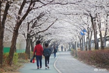 전체기사 - 충청남도