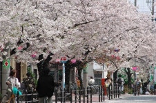 大阪市港区：「桜通り」についての経過と今後の方向性について （…>港区のまち魅力>港区をもっと知る） 「桜通り」... 
