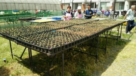 大阪市鶴見区：「種から育てる地域の花づくり活動」の様子（平成27年度春～夏） （…>花と緑に関する紹介... 