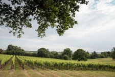 Chapel Down on track to double in size after heatwave allows August harvest - CityAM