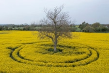 Government set to miss tree planting targets as it seeks to root out carbon emissions
