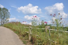 주요관광지 >우포늪체험장 >우포늪 생태이야기 >우포늪 탐방 >1코스 | 창녕여행 1코스 | 창녕여행 