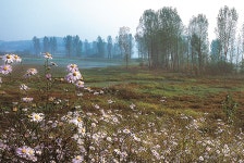 주요관광지 >우포늪체험장 >우포늪 생태이야기 >우포늪 탐방 >3코스 | 창녕여행 3코스 | 창녕여행 