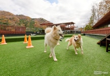 선마을, 펫 테마파크 강아지숲 제휴... 반려인 숙박∙입장 할인 [코코타임즈(COCOTimes)] 선마을, 펫 테마파크 강아지숲 제휴... 반려인 숙박... 