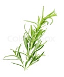Branch Of Rosemary Isolated On White Background | Stock Photo | Colourbox