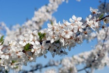Cherry blossom closeup. White flowers all over. | Stock Photo | Colourbox