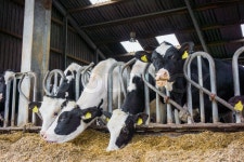Cows in a farm. Dairy cows in a farm. | Stock Photo | Colourbox