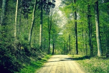 Road in a beech forest in the springtime | Stock Photo | Colourbox