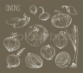 Vector illustration of retro organic Onions set | Stock Vector | Colourbox