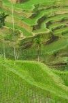 Green rice terraces on Bali island | Stock Photo | Colourbox