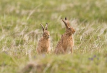 Hare in the grass | Stock Photo | Colourbox