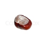 Single chestnut on white background | Stock Photo | Colourbox