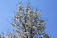 White magnolia flowers in spring garden | Stock Photo | Colourbox