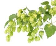 Hop cones on a white background | Stock Photo | Colourbox