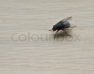 A fly | Stock image | Colourbox