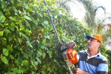 Gardener by work with saw | Stock image | Colourbox