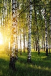 Birch trees in a summer forest in evening | Stock Photo | Colourbox