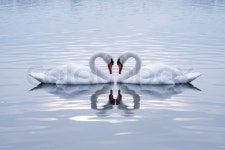 Swans Heart in the Calm Morning Lake | Stock Photo | Colourbox