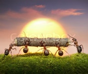 Team of ants carry log on sunset, teamwork concept | Stock Photo | Colourbox