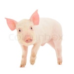 Pig on white | Stock image | Colourbox