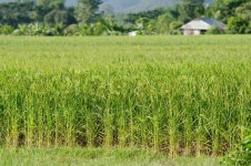 Rice field | Stock Photo | Colourbox