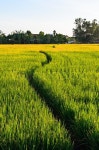 Way Walk in Rice Farm | Stock Photo | Colourbox