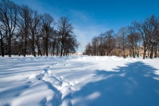 Winter landscape park st.Petersburg city | Stock Photo | Colourbox