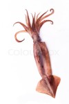 Octopus on white | Stock Photo | Colourbox