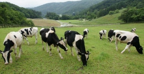 		창의인성교육넷(크레존) - 양떼목장	 양떼목장