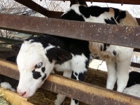 		창의인성교육넷(크레존) - 천안시 농업기술센터	 천안시 농업기술센터