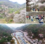 		창의인성교육넷(크레존) - 청산원	 청산원