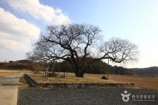 		창의인성교육넷(크레존) - 예천 금남리 황목근(팽나무)	 예천 금남리 황목근(팽나무)