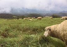 CTS기독교TV 고객센터 : 푸른 초장